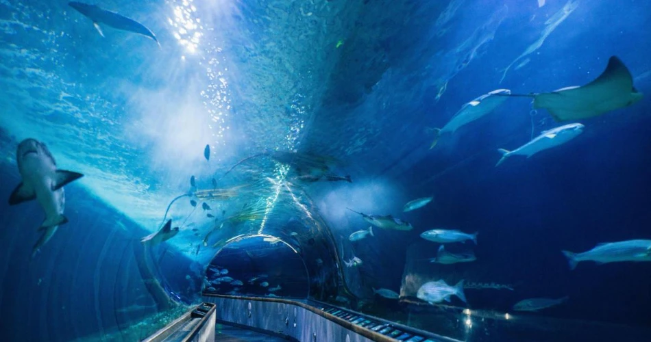 Las 10 mejores cosas que hacer en San Francisco con niños