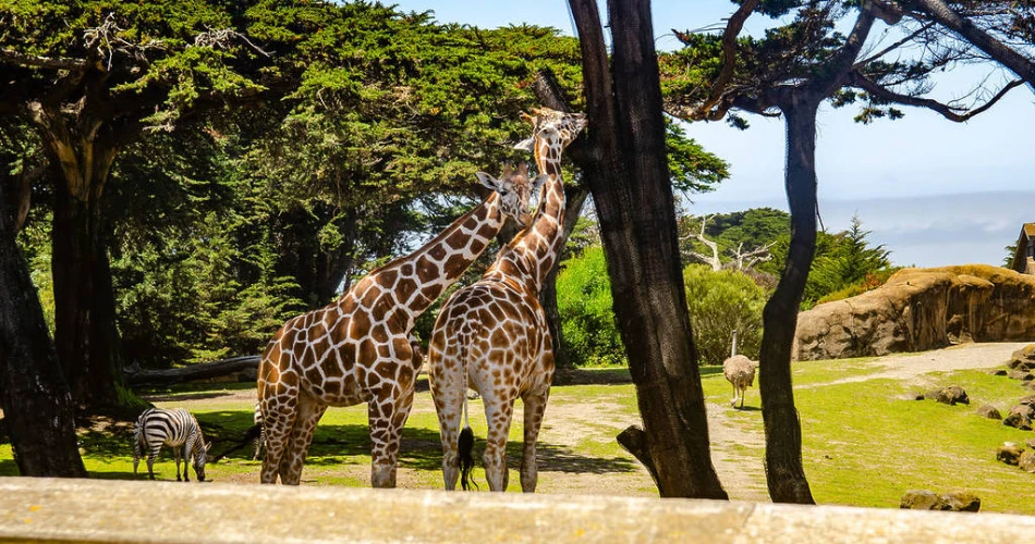 Las 10 mejores cosas que hacer en San Francisco con niños